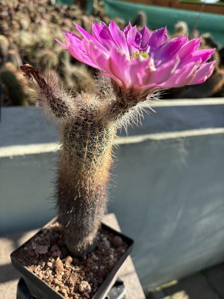 Echinocereus canyonensis toroweapensis